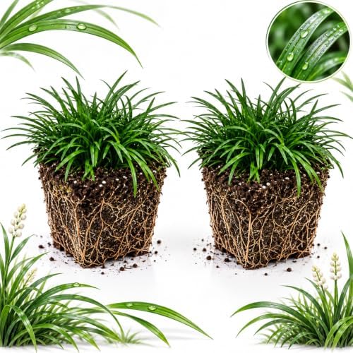 2 Dwarf Mondo Grass Plants Live, 4-8" Tall (No Pot), Easy Care Ornamental Grass Plant, Low Maintenance Decorative Grasses, for Garden Borders & Landscape Accents by GINGERGLOW