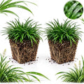 2 Dwarf Mondo Grass Plants Live, 4-8" Tall (No Pot), Easy Care Ornamental Grass Plant, Low Maintenance Decorative Grasses, for Garden Borders & Landscape Accents by GINGERGLOW