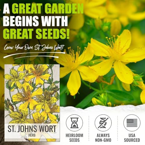 Seed Needs St. John's Wort Seeds to Plant an Herb Garden - 2 Packs - Image 2