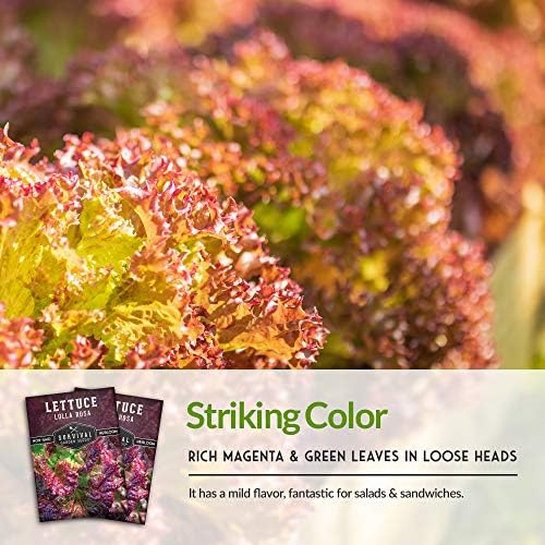Lolla Rosa Lettuce Seeds for Planting, Red Leaf Variety - 2 Packs - Image 4