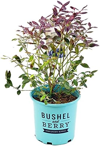 Bushel and Berry™ - Vaccinium Pink Icing (Blueberry) Edible-Shrub, , #2 - Size Container - Image 2