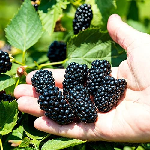 PERFECT PLANTS PrimeArk Freedom BlackBerry Bush 1 Gallon | Live Thornless Fruit for Outdoor Planting | Large Fruits for Home Gardens | Dark Purple Berries Emerge During Early Summer - Image 3
