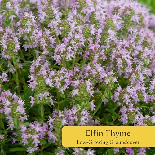 6 Elfin Thyme – Low-Growing, Fragrant Evergreen Groundcover for Borders, Rock Gardens & Containers – (Thymus serpyllum 'Elfin') in 2.5″ Cubes, Live Plants - Image 2