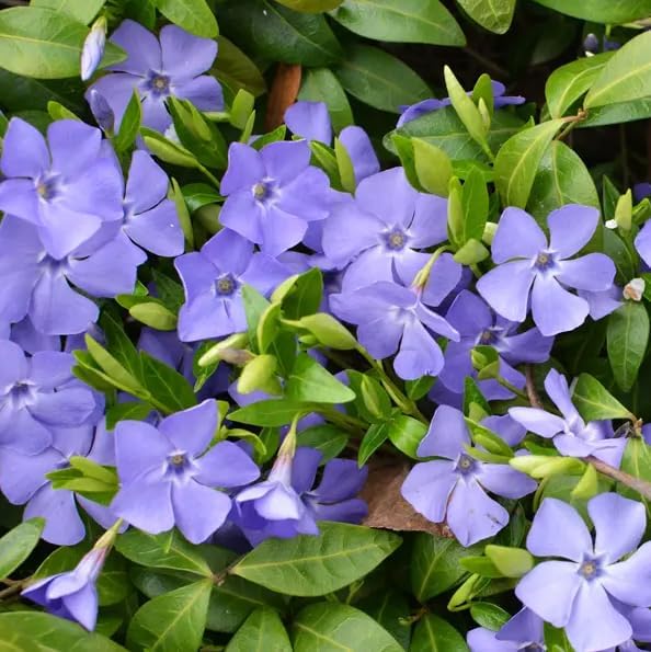 25 Live Blue Vinca Minor Plants, Creeping Myrtle Ground Cover, Periwinkle Hardy Perennial, 4-6 Inch Tall, Bare Root, No Pot - Image 4