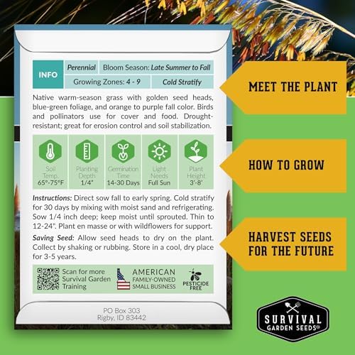 Indiangrass Seeds for Planting, Sorghastrum nutans - 2 Packs - Image 2