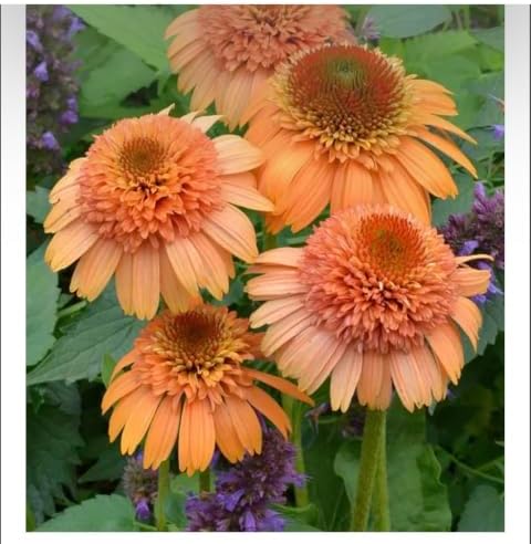 Cantaloupe Supreme Coneflower Live Plant – Echinacea purpurea – Peach-Orange Flowering Native Perennial – Pollinator Friendly – 2.5 Inch Pot - Image 6