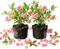 2 Pink Lemonade Blueberry Live Plants, Sweet Berries Bush, 4-6 Inches Tall by Unknown