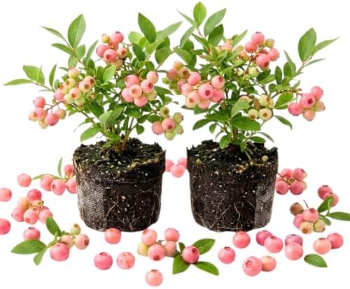 2 Pink Lemonade Blueberry Live Plants, Sweet Berries Bush, 4-6 Inches Tall by Unknown