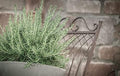 Greenwood Nursery: Live Perennial Plants - Creeping Rosemary + Rosmarinus Officinalis Prostratus - [Qty: 1x 3.5 Pot] - (Click for Other Available Plants/Quantities) by GreenwoodNursery