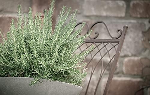 Greenwood Nursery: Live Perennial Plants - Creeping Rosemary + Rosmarinus Officinalis Prostratus - [Qty: 2X 3.5 Pots] - (Click for Other Available Plants/Quantities) by GreenwoodNursery