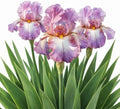 Easy to Grow Bearded Iris Wine Festival 9 Plant Bulbs - Multicolor Lavender & Plum Flowers Spring to Fall, Full Sun Low Maintenance Zones 3-10 by EasytoGrow