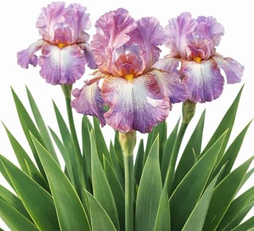 Easy to Grow Bearded Iris Wine Festival 9 Plant Bulbs - Multicolor Lavender & Plum Flowers Spring to Fall, Full Sun Low Maintenance Zones 3-10 by EasytoGrow