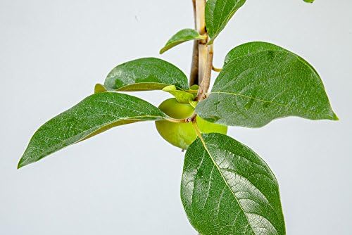 Perfect Plants Fuyu Persimmon Tree, 3-4 ft, Live Plant - Image 4
