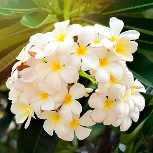 Live Hawaiian White Plumeria Plant Cutting 10 Inch Easy Root Tropical - Image 3