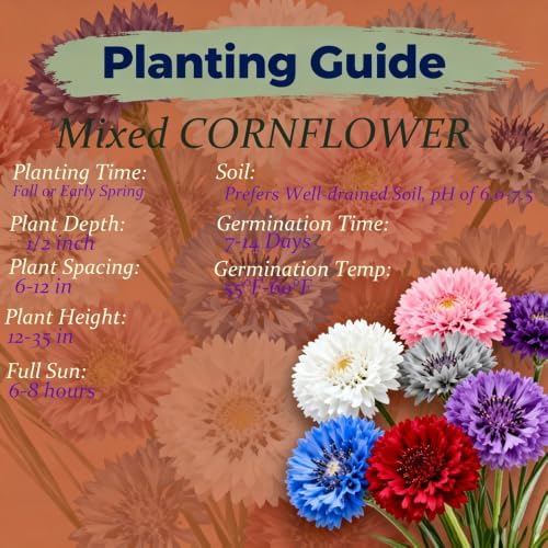 1107+ Perennial Cornflower Seeds Mix for Planting,Dwarf Colorful Cornflower Seeds Corn Flowers Seed Non-GMO Heirloom Plant Seed Home Garden - Image 4