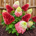 Rare Assorted Color Hydrangea Plant Live, Garden Bush, 5-9 Inch Tall by AVERAR