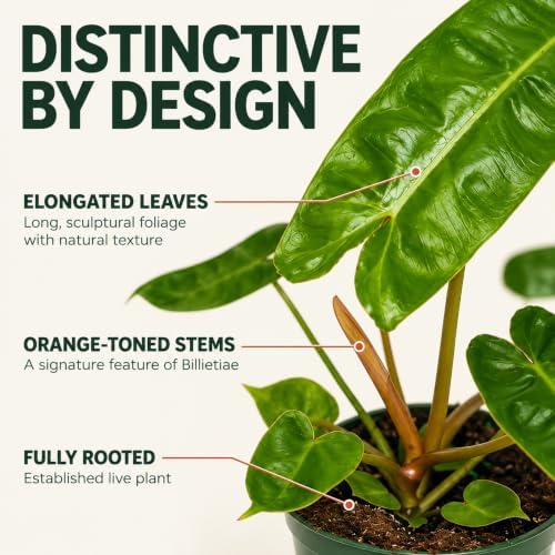 Rare Philodendron Billietiae Live Plant - Fully Rooted Indoor Houseplant - Image 2