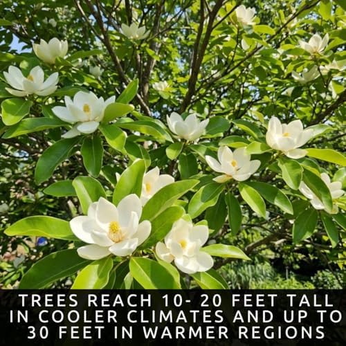 Sweetbay Magnolia Live Plants – Magnolia virginiana Fragrant Flowering Trees – Beautiful Creamy White Blooms – Hardy Ornamental Landscape Trees (5 Trees) - Image 6