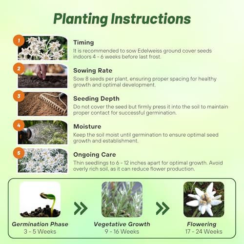 Outsidepride Edelweiss Seeds - 5000 Pcs. Perennial, Drought-Tolerant & Easy to Grow, Ground Cover Seeds for Planting Silvery Foliage & Clustered Wooly White Blooms for Xeriscaping & Versatile Uses - Image 5