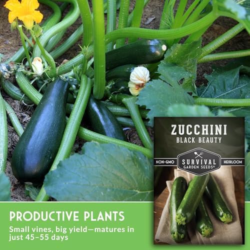 Black Beauty Zucchini Seeds for Planting - 2 Packs - Image 5