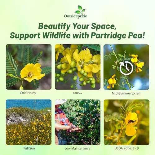 Outsidepride Partridge Pea Seeds - 1000 Pcs. Annual, Drought Tolerant & Fast Growing, Pasture Seeds for Planting Dense Foliage & Large Yellow Blooms for Xeriscaping & Pollinator Gardens - Image 2