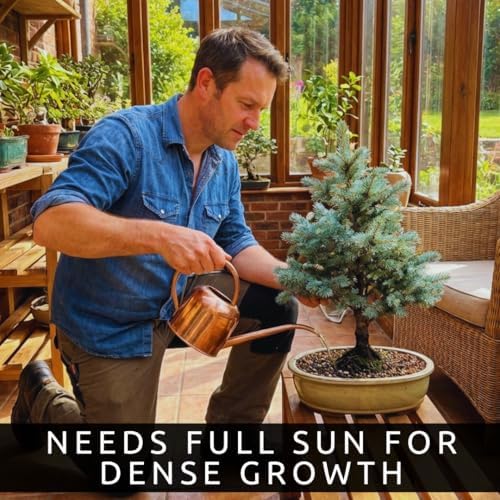 Blue Spruce Bonsai Seeds (30 Pack) – Colorado Blue Spruce Tree for Planting – Grow Miniature Evergreen for Bonsai – Cold Hardy Conifer - Moderate Grower - Peaceful Hobby - Image 3