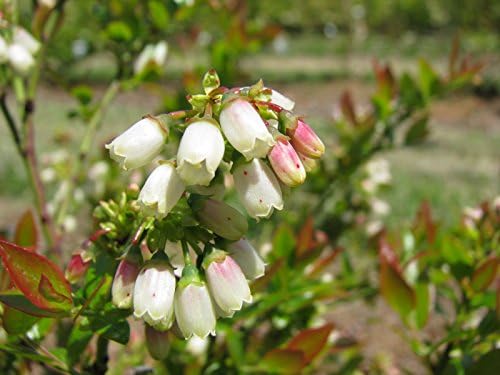 Bushel and Berry™ - Vaccinium cor. Blueberry Glaze (Blueberry) Edible-Shrub, , #2 - Size Container - Image 4