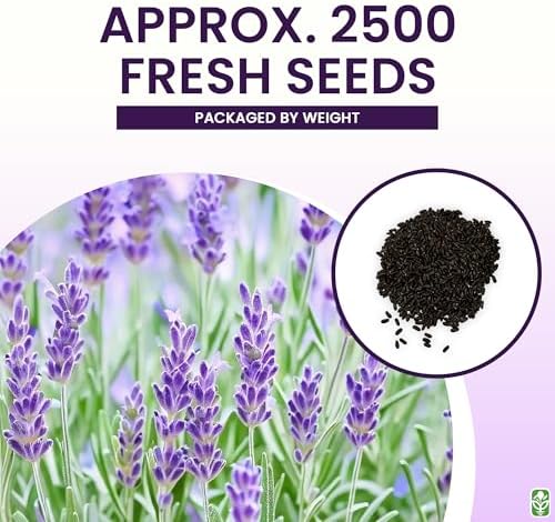 True Lavender - of All the Different Varieties, Lavandula angustifolia is arguably the Most Popular. 2500 Seeds - Image 3
