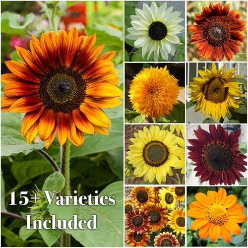 Seed Needs Sunflower Seeds to Plant Original Crazy Blend 2 Ounce Bulk Pack - Image 6