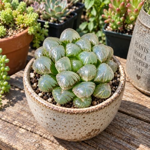 Haworthia 'Cooperi Ice Lantern' Bare Root Succulent Live Plant 3-3.5 Inch - Image 5