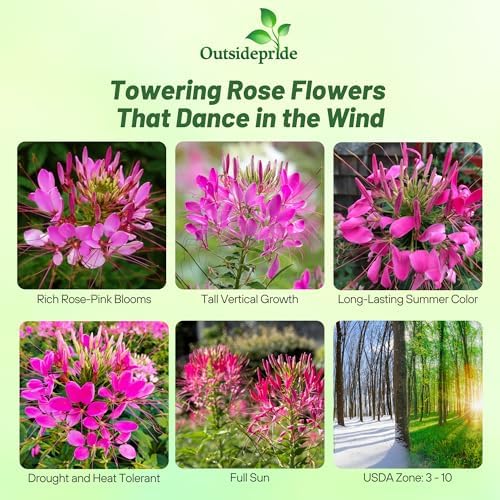 Outsidepride Rose Cleome Seeds - 1000 Pcs Annual Flower Seeds with Large, Airy, Spidery Blooms, Drought Tolerant Spider Plant for Xeriscaping, Flower Bed, Border, Pollinator, & Cut Flower Garden - Image 2