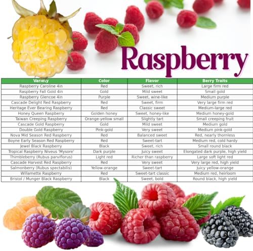 Raspberry Plant Live, Backyard Berry Bush Plant, 5-9 Inch Tall - Image 3