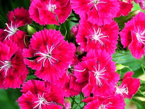 Greenwood Nursery: Live Perennial Plants - Frosty Fire + Dianthus Allwoodii - [Qty: 3X Pint Pots] - (Click for Other Available Plants/Quantities) by GreenwoodNursery