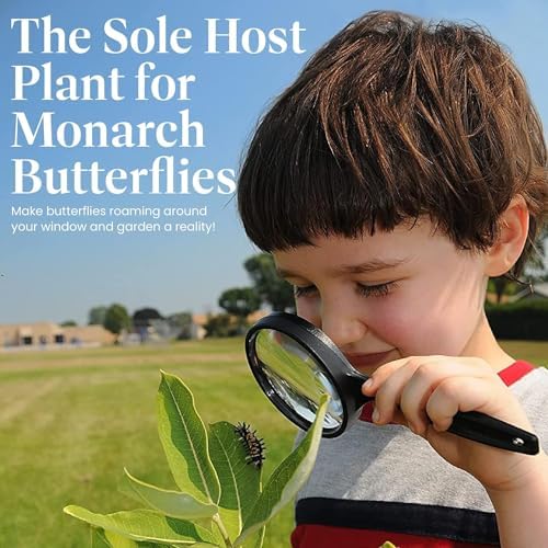 American Plant Exchange Live Milkweed Plant, Host for Monarch Butterflies, Plant Pot for Home and Garden Decor, 6" Pot - Image 4