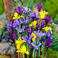 Votaniki Dwarf Specie Iris Mix (Mini Iris) – Perennial & Fragrant Flowering Bulbs, Long Lasting Blooms | Iris Reticulata and Danfordiaea Mix Bulbs for Planting | Easy to Grow (24 Pack) by Votaniki