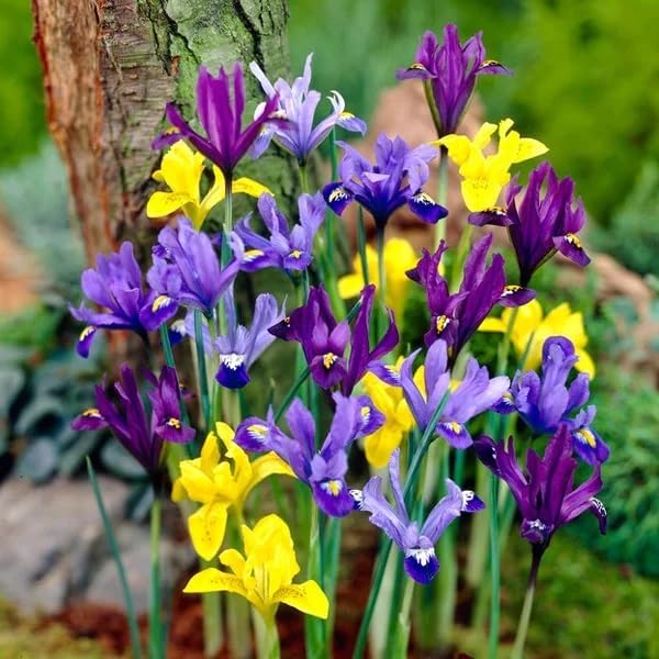 Votaniki Dwarf Specie Iris Mix (Mini Iris) – Perennial & Fragrant Flowering Bulbs, Long Lasting Blooms | Iris Reticulata and Danfordiaea Mix Bulbs for Planting | Easy to Grow (24 Pack) by Votaniki
