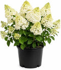Silver Dollar Hydrangea Live Flowering Shrub – White Panicle Blooms for Outdoor Garden & Landscape(1 Gallon/Set of 2) by PixiesGardens