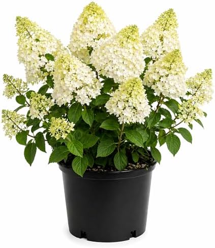 Silver Dollar Hydrangea Live Flowering Shrub – White Panicle Blooms for Outdoor Garden & Landscape(Liner/Set of 2) by PixiesGardens