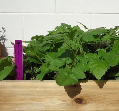 Arkansas Prime BlackBerry Live Plant (5-9" Tall) – Primocane Fruiting Berry Bush – Zones 6-9 – Two Harvests Per Year – Upright Rubus Starter for Patio or Garden – Sweet & Thornless - Image 5