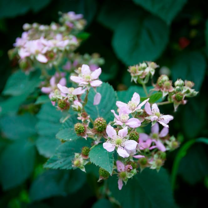 Boysenberry Plant (4 Pack) | Live Fruit Plant for Planting | Large, Juicy & Sweet Berries | Thorny & High-Yielding Variety | Grow Your Own Food in Your Edible Organic Garden | Perfect for Fresh Eating - Image 4