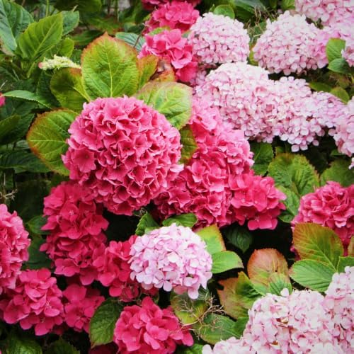 Random Vibrant Hydrangea Flower Live Plant, Garden Bush, 5-9 Inch Tall by AVERAR