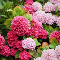Random Vibrant Hydrangea Flower Live Plant, Garden Bush, 5-9 Inch Tall by AVERAR