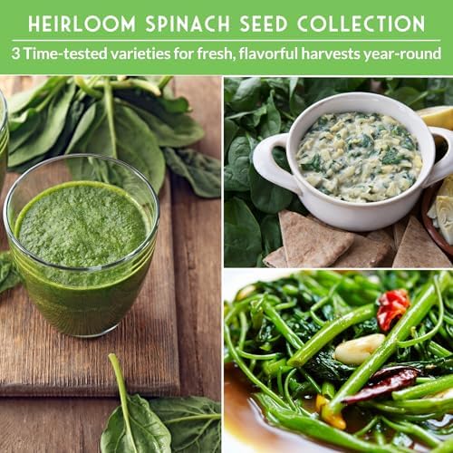 Spinach Seeds Variety Pack for Planting - Image 4