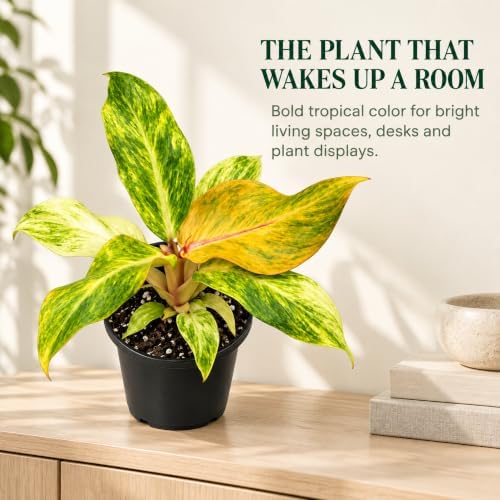 Philodendron Orange Marmalade Live Plant - Variegated Indoor Houseplant - Image 6