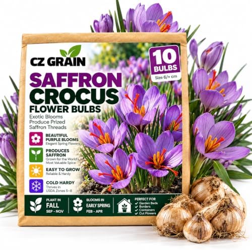10 Saffron Crocus Bulbs | Fall Blooming Purple Flowers for Spice Gardens by CZGrain