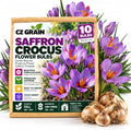 10 Saffron Crocus Bulbs | Fall Blooming Purple Flowers for Spice Gardens by CZGrain