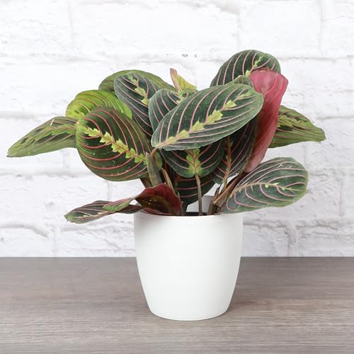 Live Red Prayer Plant, Pet Friendly, Easy to Grow, 4" Diameter Pot - Image 2