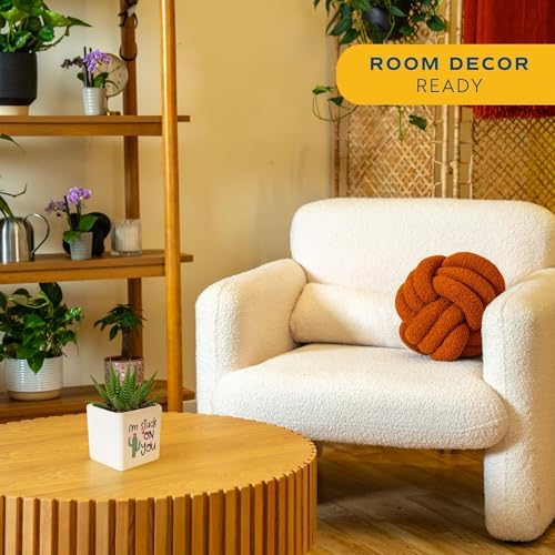 Costa Farms Succulents, Live Indoor Plant, Easy Care, Home Decor - Image 2