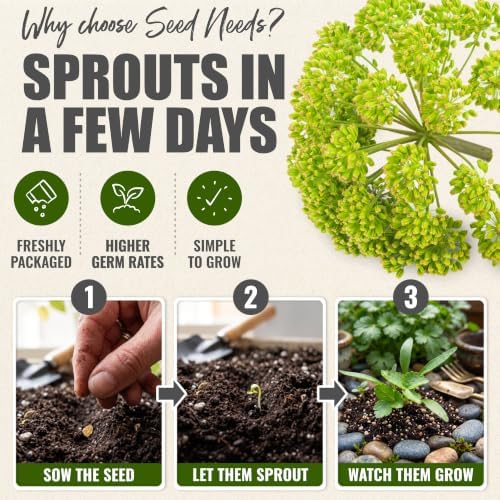 Seed Needs Angelica Seeds to Plant an Herb Garden - 5 Packs - Image 5