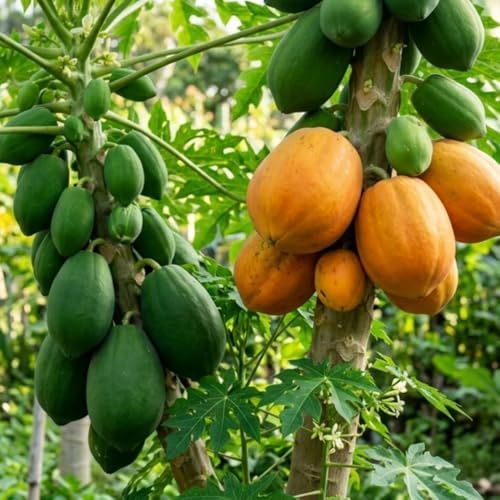 Papaya Seedling Live Plant, Indoor Outdoor Plant, 4-8 Inch Tall - Image 3